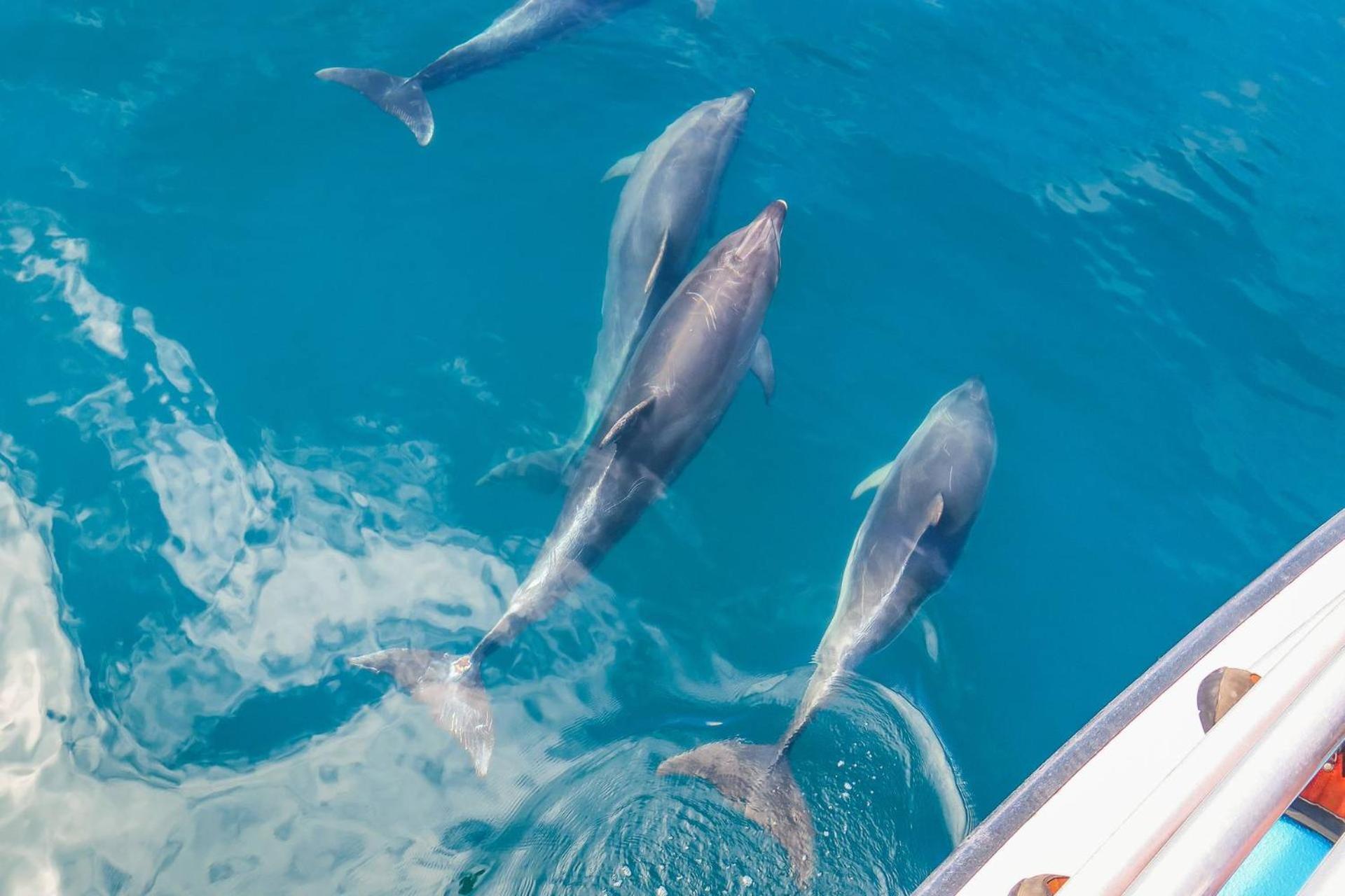 Group Hug Villa Gulf Shores Bagian luar foto